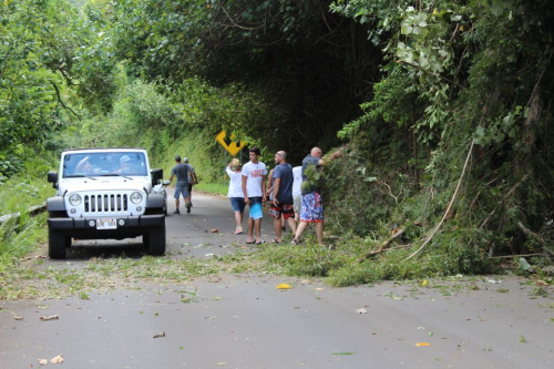 Road to Hana - Arbre tombé