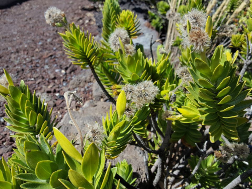 Haleakalā National Park