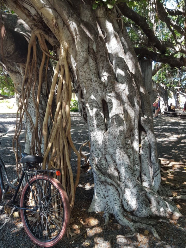 Lahaina - Banyan Tree Park