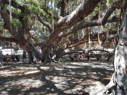 Lahaina - Banyan Tree Park