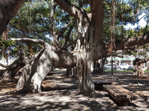 Lahaina - Banyan Tree Park