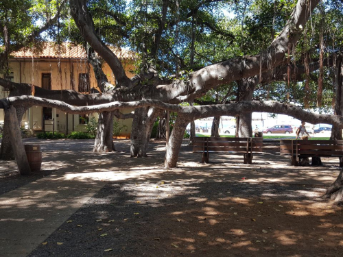 Lahaina - Banyan Tree Park