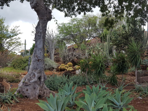 Cactus Garden - Kapi'olani Community College