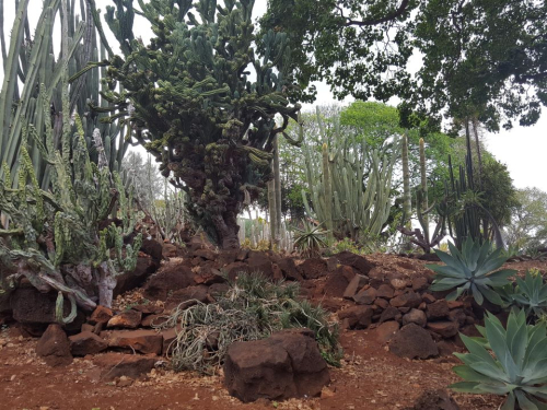 Cactus Garden - Kapi'olani Community College