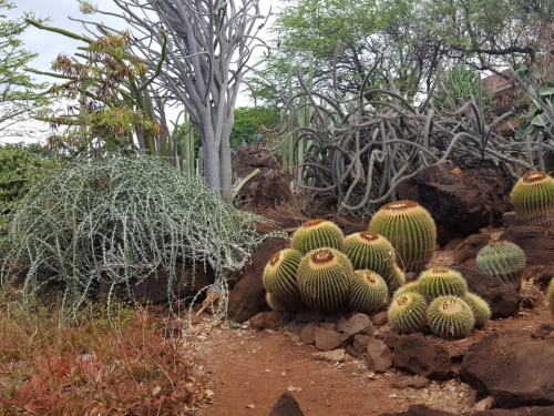 Cactus Garden - Kapi'olani Community College