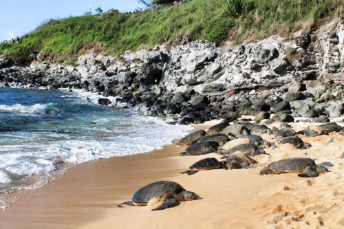 Hookipa Lookout - Tortues de mer vertes